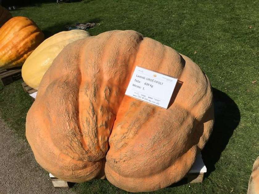 FOTO: Buča z Dolenjske težka 639 kilogramov