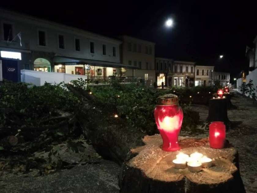 Drevesa odstranjena zaradi nižjih stroškov