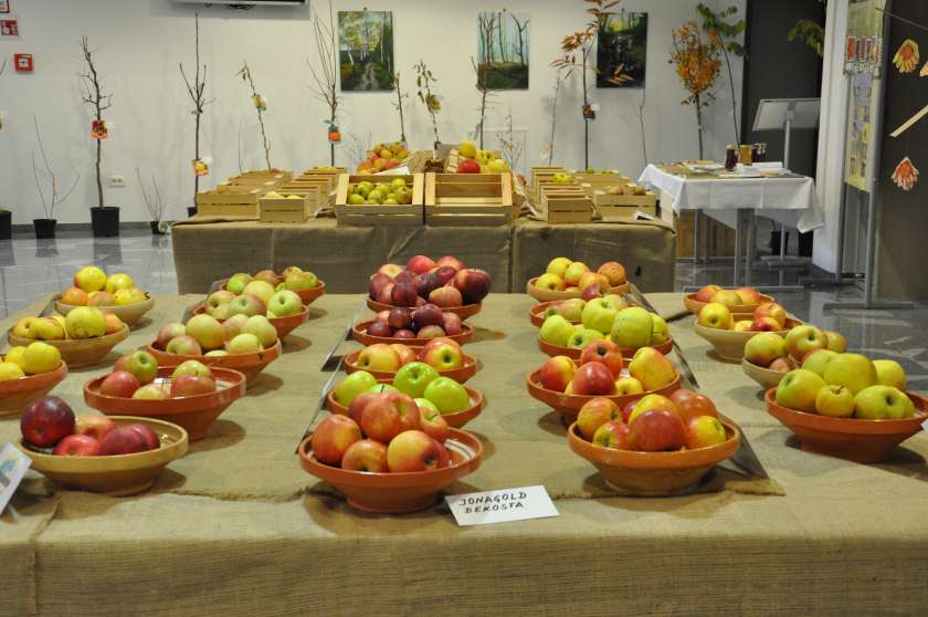FOTO: Razstava sadja v Semiču