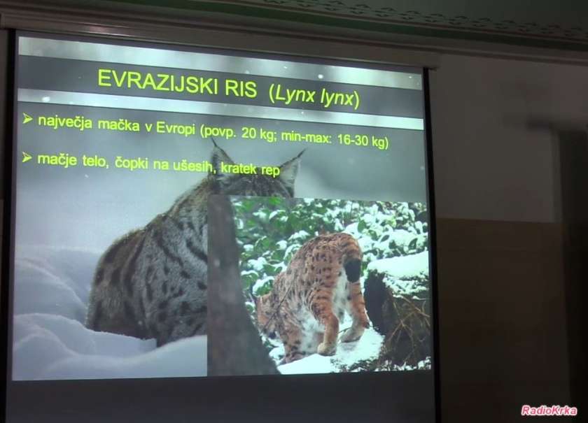 VIDEO: Na Bobrovem večeru tokrat o risu