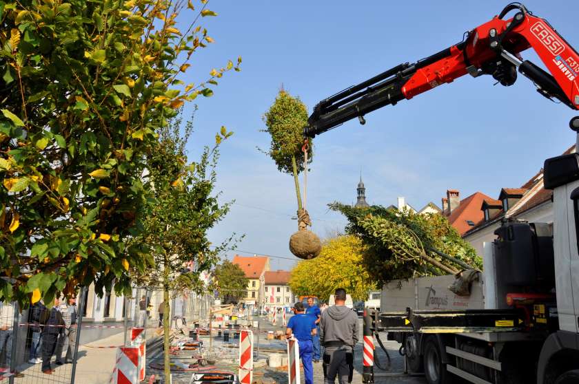 FOTO: Zasaditev prvega drevesa na prenovljenem Glavnem trgu