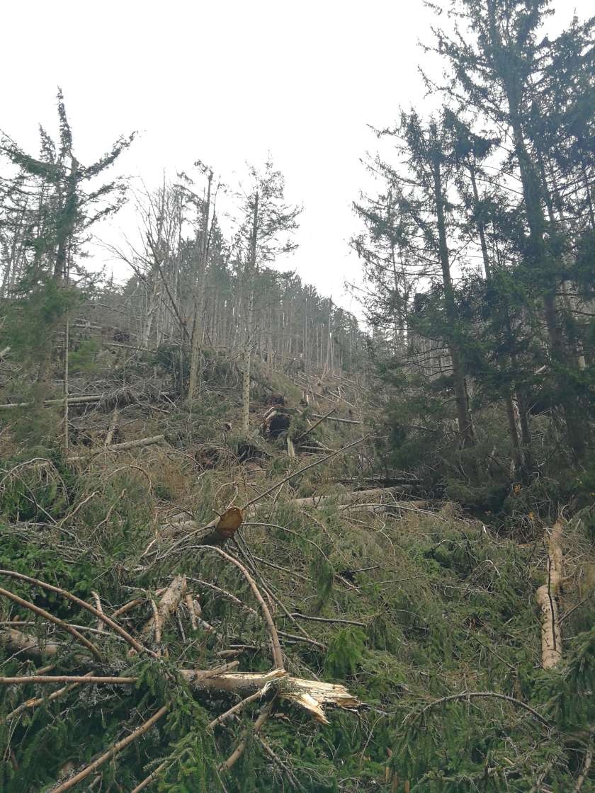 Vetrolom poškodoval drevesa tudi na Kočevskem