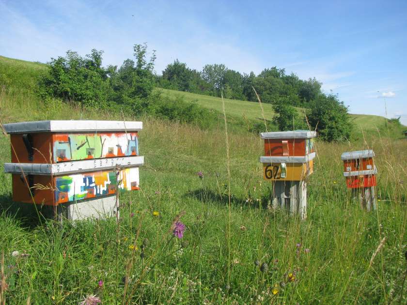 FOTO: Kje so najboljši pogoji za vzrejo matic kranjske čebele?
