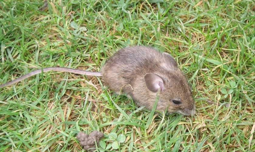 Največ primerov mišje mrzlice na jugovzhodu