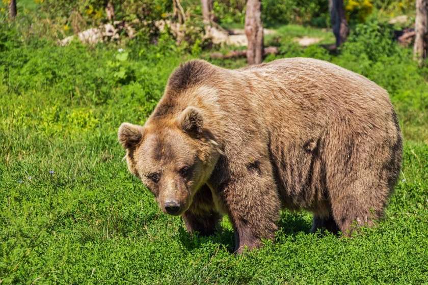 Previdno v gozdu, medvedi se že prebujajo, klopi pa tudi