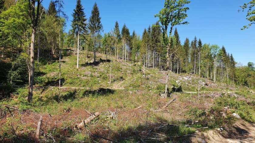 Za tri predvidene lesne centre za zdaj izkazana prenizka donosnost