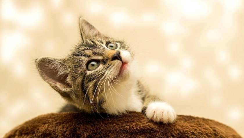 Sofinanciranje sterilizacije in kastracije lastniških mačk – odgovorno lastništvo živali