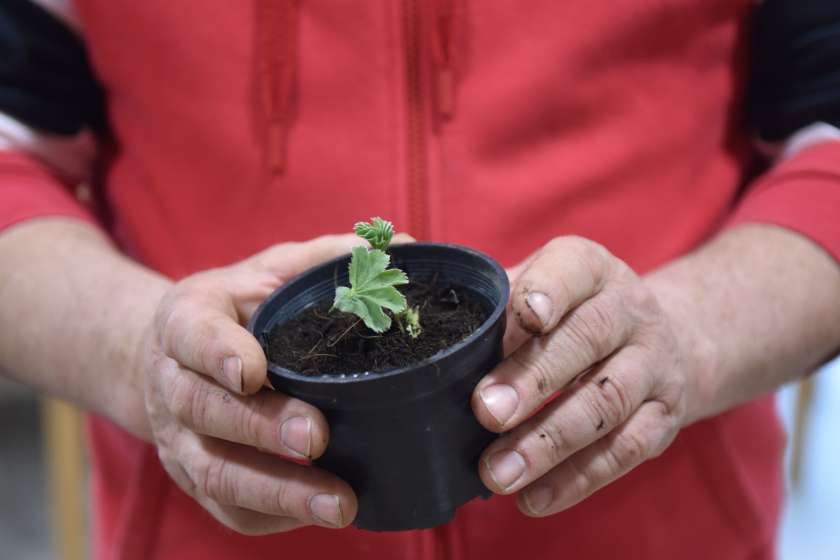 Delavnica "Vzgojimo si svojo sadiko zelišča"