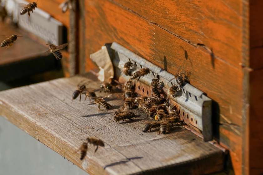 AVDIO: Krka ob enih – Današnji svetovni dan čebel prinaša med nas razmislek