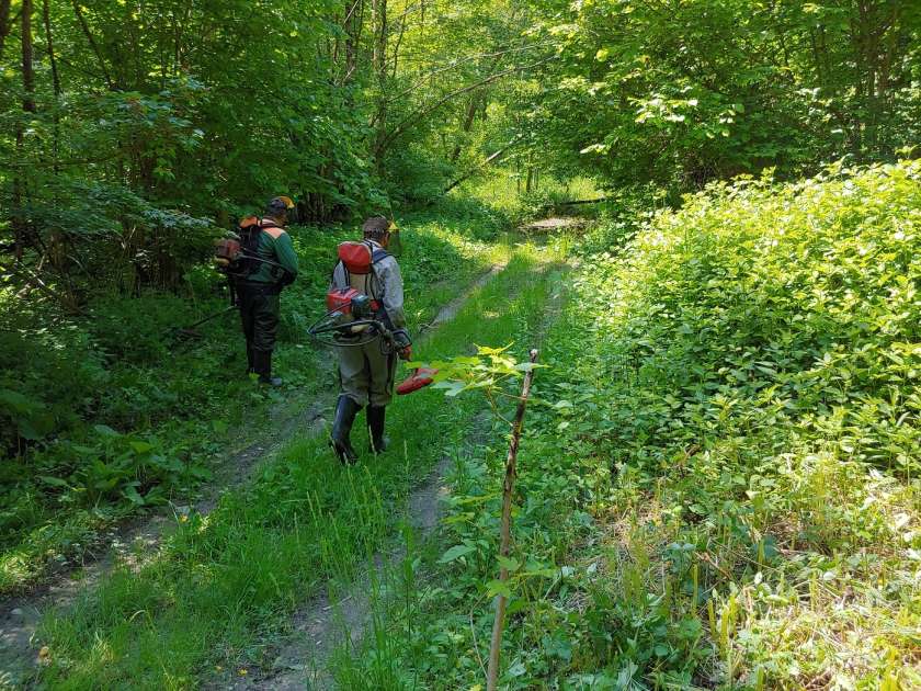 Iz Kozjanskega parka: Odstranimo ambrozijo še pred cvetenjem