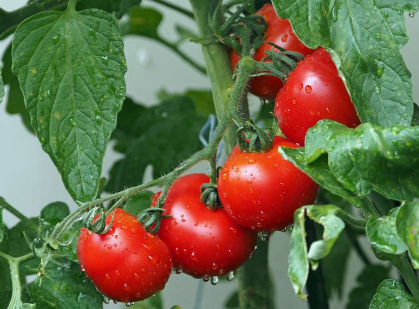 V okuženem rastlinjaku je treba uničiti vse paradižnike, paprike in feferone