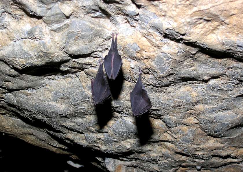 Mednarodna Noč netopirjev pri Županovi jami