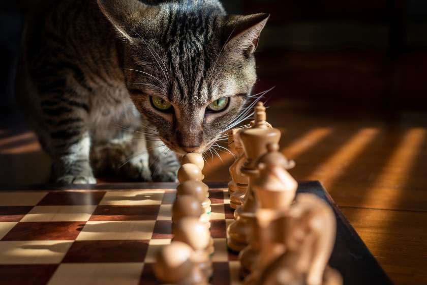 Čateške toplice bodo gostile prvenstvo v šahu