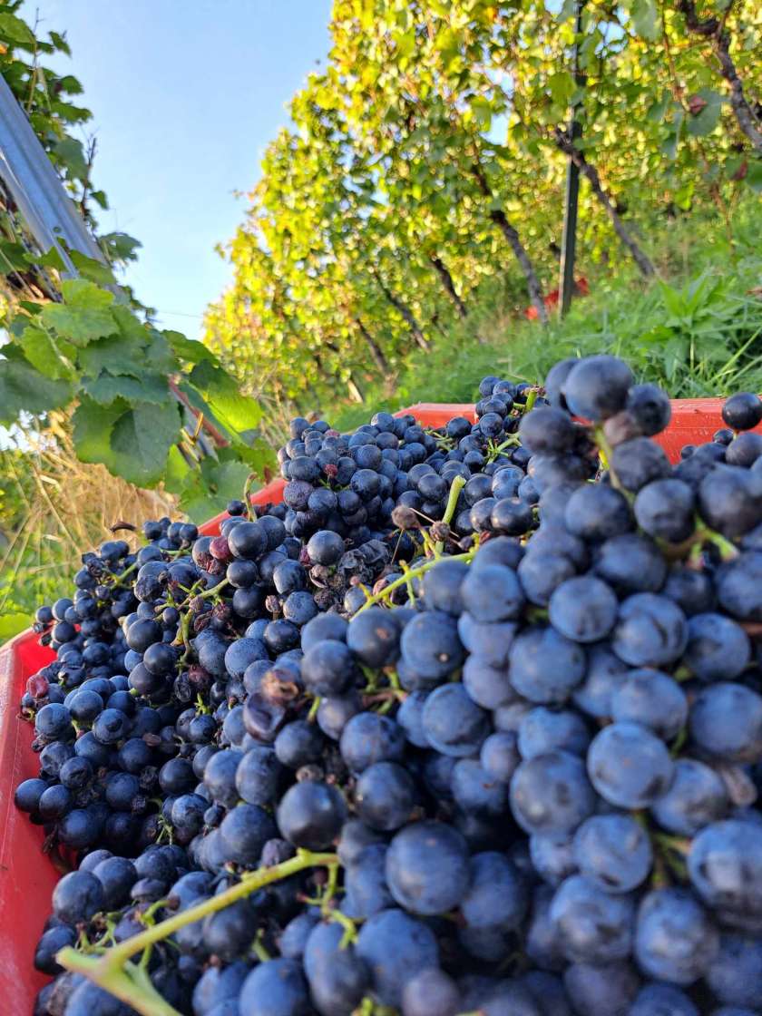 Vinogradniki napovedujejo zelo zgoden začetek trgatev