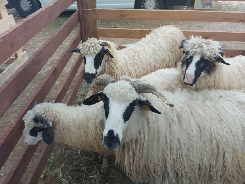 Prihaja 30. razstava ovc in koz v Semiču