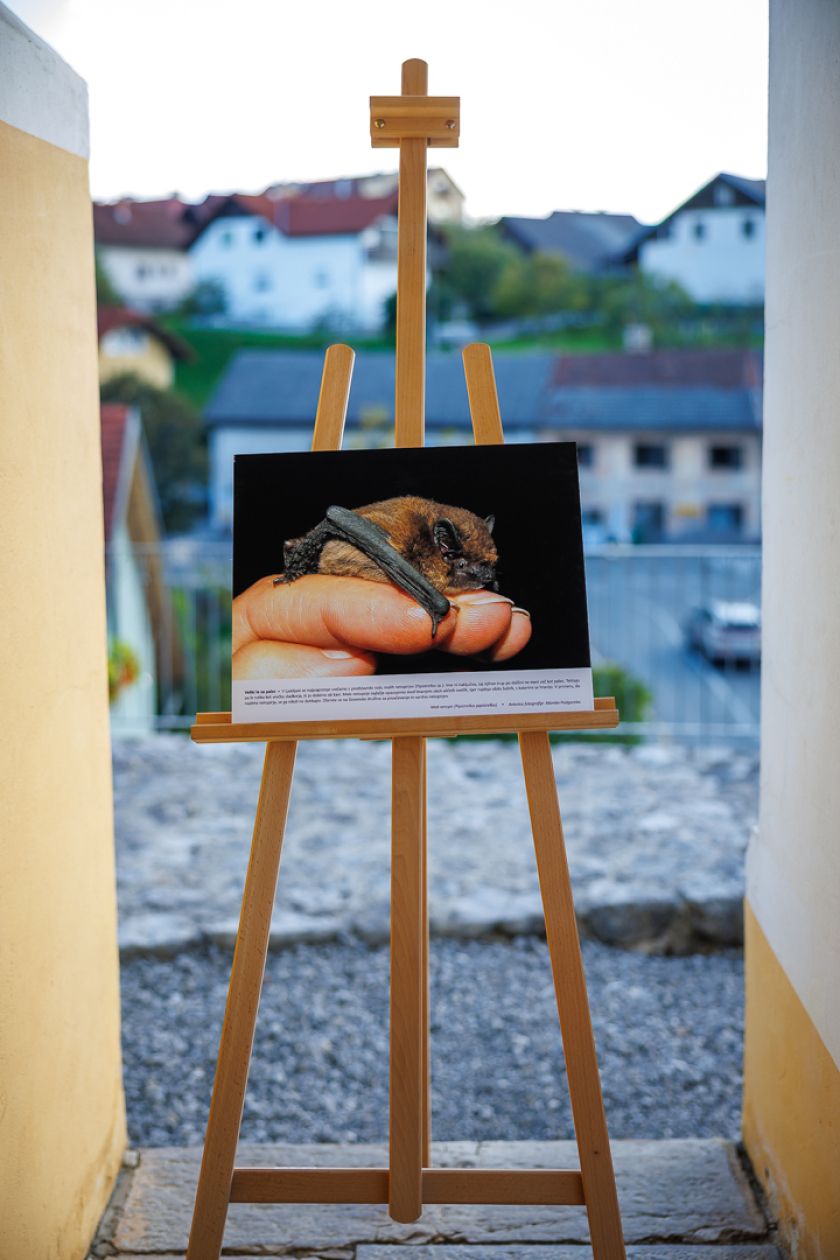 Uspešno izveden dogodek ob 1. Mednarodni noči netopirjev v Črnomlju