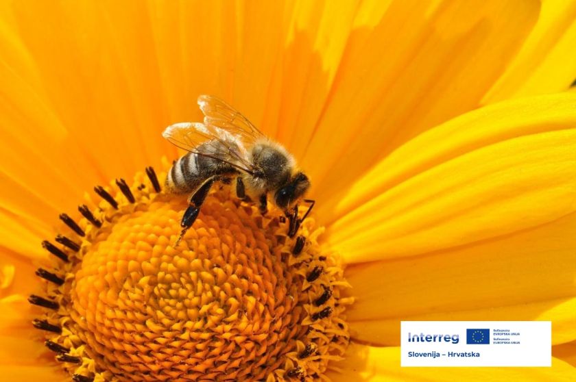 Projekt Let it BEE postal del Interreg programa Slovenija-Hrvaška 2021–2027