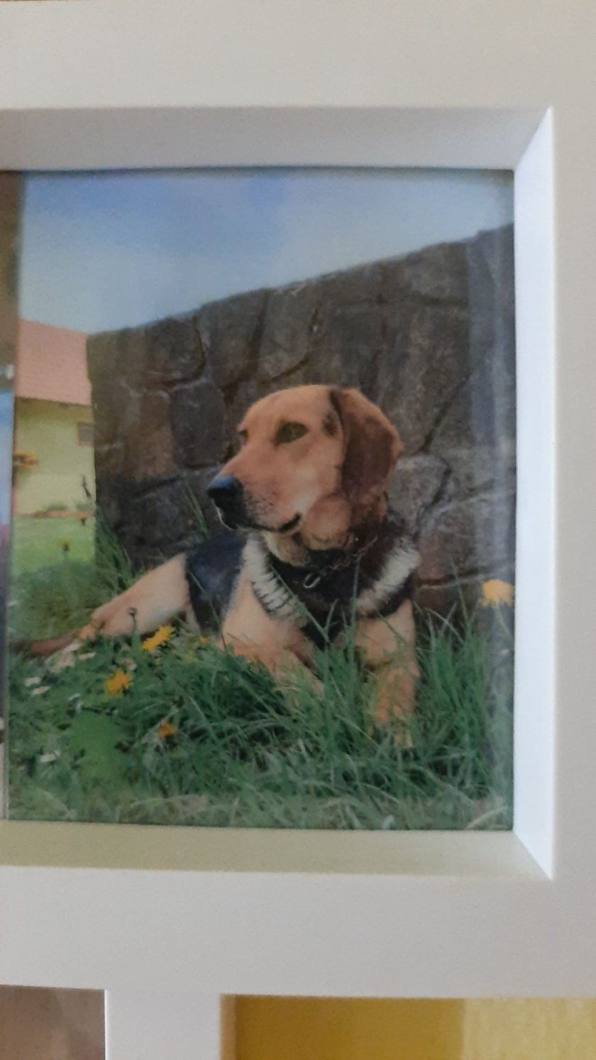 Ste videli Neli?