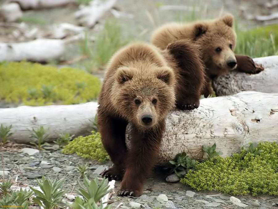 baby-brown-bears