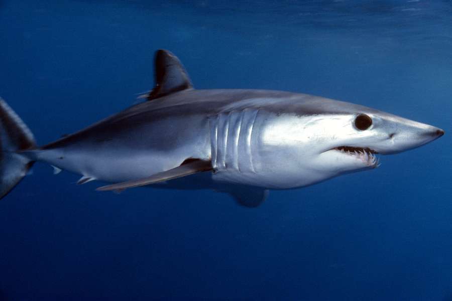 shortfin mako shark