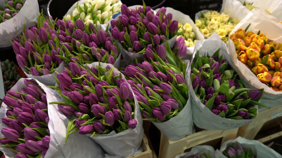 videoblocks-helsinki-finland-april-07-2017-many-different-flowers-and-plants-in-the-star-shop-ann..