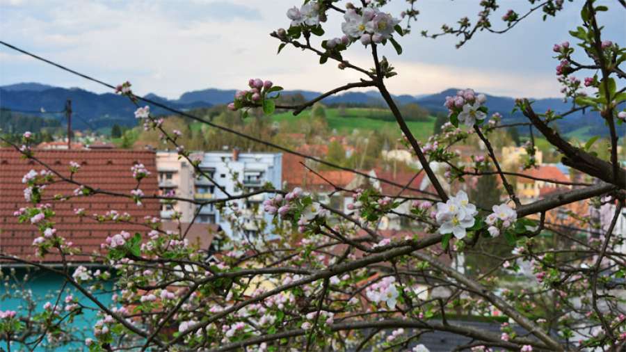 sostanj_mesto_cvetje