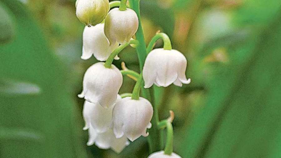 šmarnice_lily-of-the-valley-5052624_1920