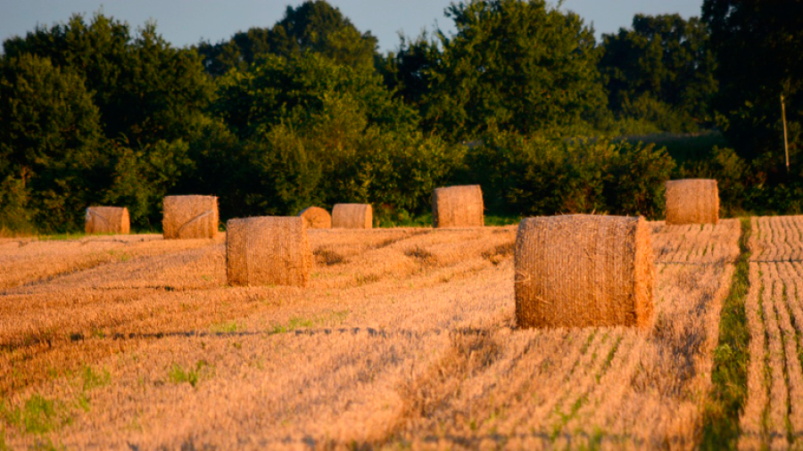 žetev-landscape-2640532_1280