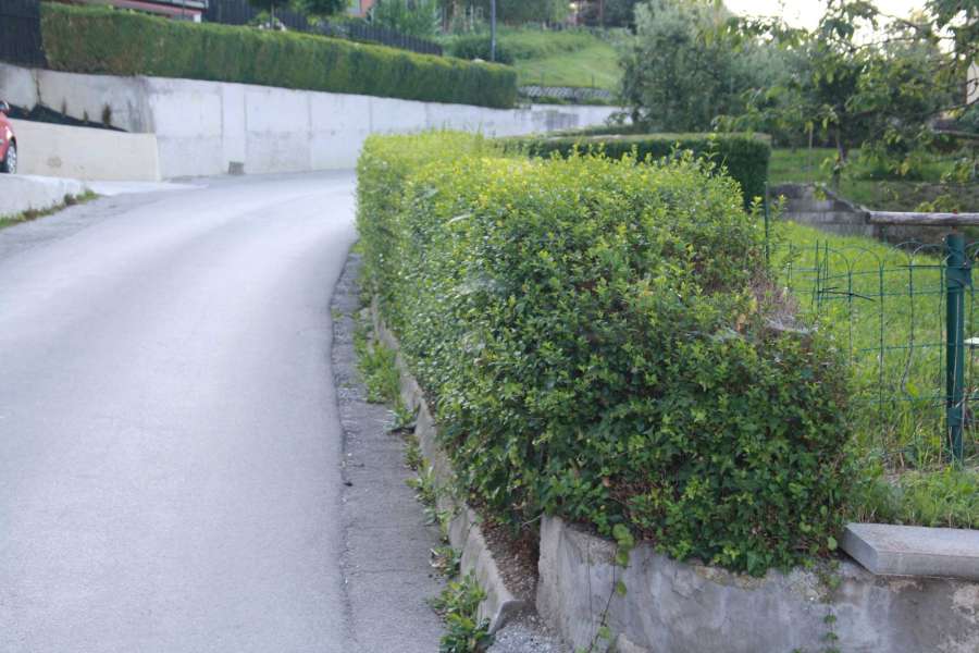 živa-meja-(1)