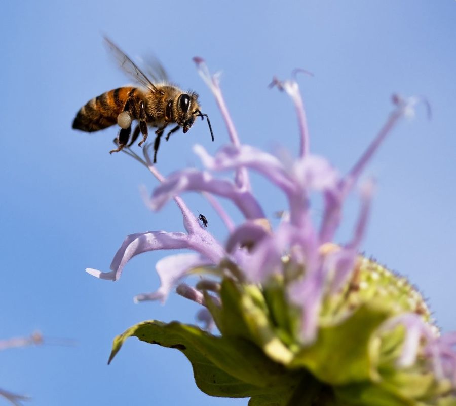 čebele-pollinators-7982752