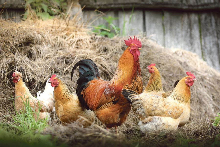 kokoši-chickens-2522623