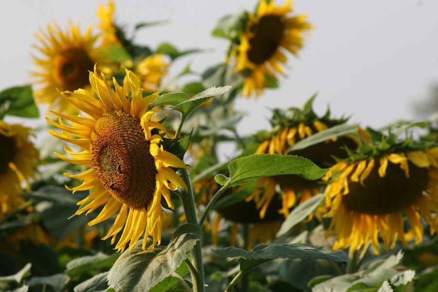 sunflower-5194553_1280