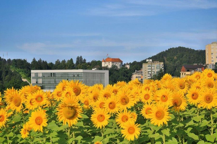 Kavčnik Aleksander sončnice ob Šaleški