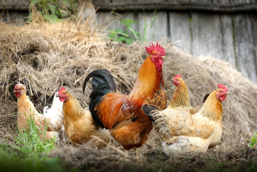 kokoši-chickens-2522623