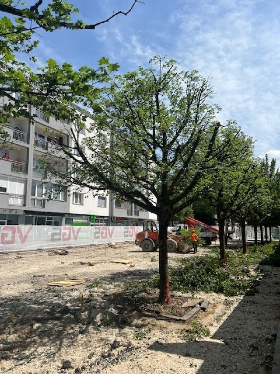 Obrezovanje vej maklenov pred presaditvijo, junij 2025