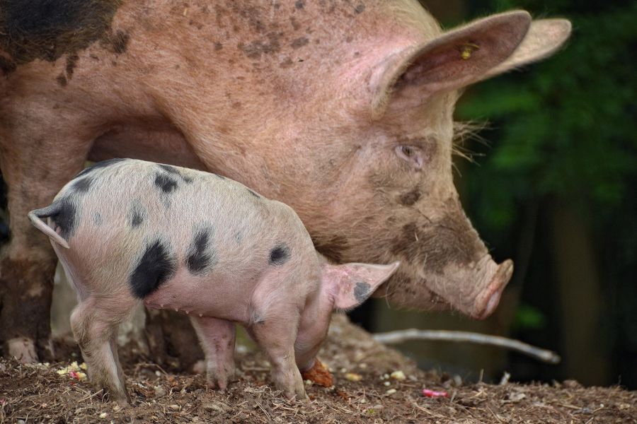pig-376713_1920
