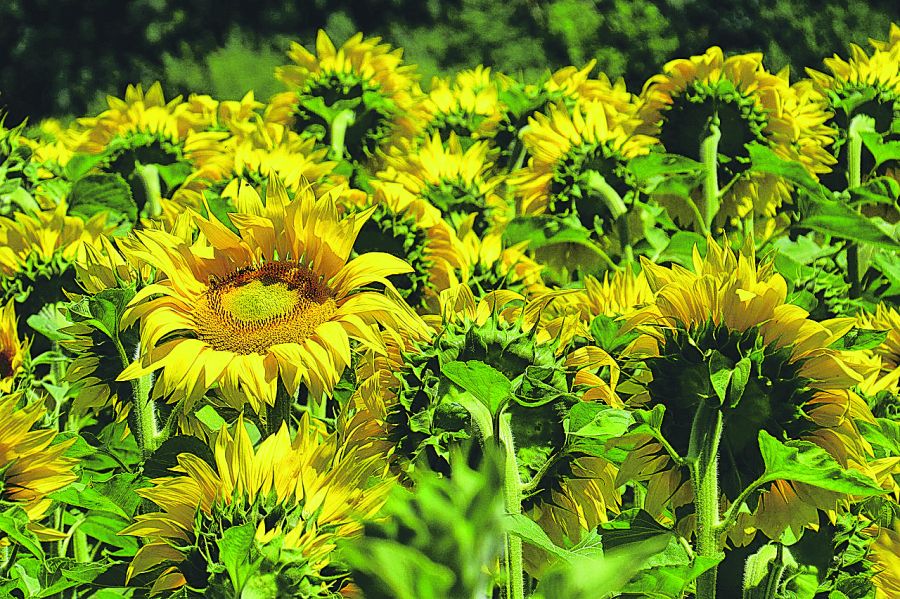 sončnice sunflowers-3512656_1280