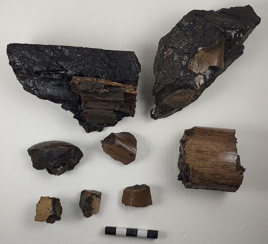 fragmenti-okla-in-kosti-po-prepariranju--foto-Stojan-Knežević