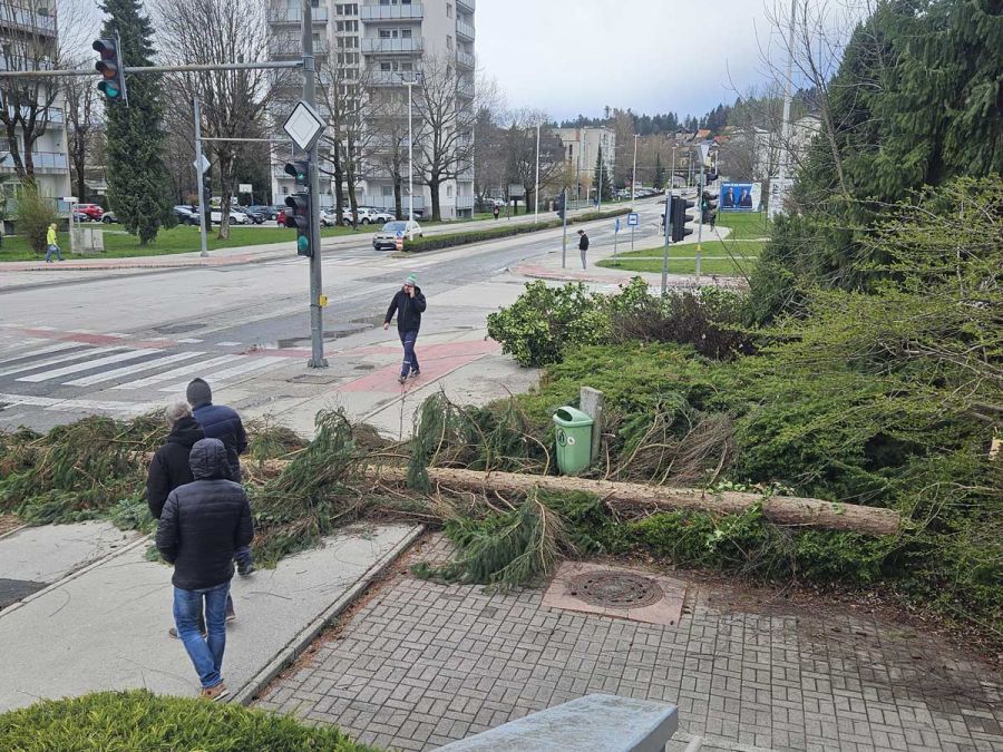 Padec-smreke-Kidričeva