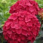 Hortenzija (Hydrangea) 'Ruby Red Magical' – od maja do avgusta