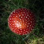 Amanita muscaria - rdeča mušnica