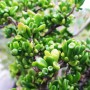 Crassula ovata